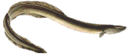 Ford Escort VII (GAL,AAL,ABL) 1.8 i 16V 115 HP