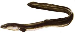 Ford Escort VII (GAL,AAL,ABL) 1.8 TD 70 HP